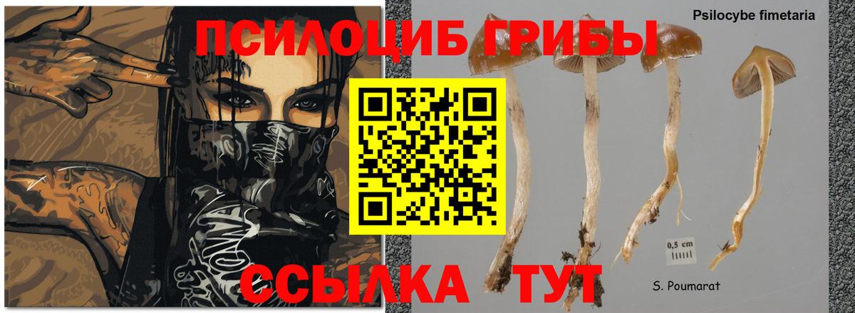 Псилоцибиновые грибы мицелий Обь